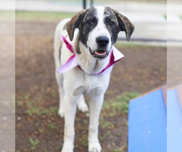 Medium Photo #1 Pointer-Unknown Mix Puppy For Sale in San Antonio, TX, USA