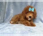 Small #6 Cockapoo (Miniature)
