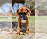 Small Photo #9 Boxer Puppy For Sale in CABOOL, MO, USA