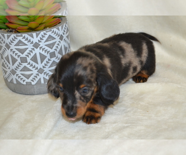 Medium Photo #2 Dachshund Puppy For Sale in GREENWOOD, WI, USA