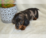 Small #1 Dachshund