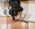 Small #3 Rottweiler Mix