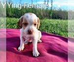 Puppy Ying Brittany