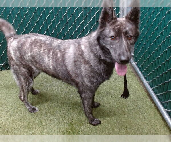 Medium Photo #1 Siberian Husky Puppy For Sale in Downey, CA, USA