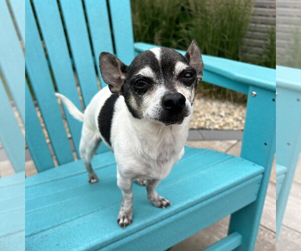 Medium Photo #3 Chihuahua Puppy For Sale in Fargo, ND, USA