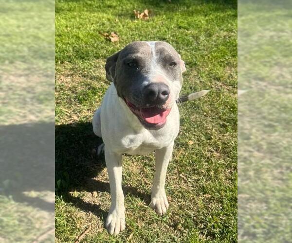 Medium Photo #1 Mutt Puppy For Sale in Riverside, CA, USA