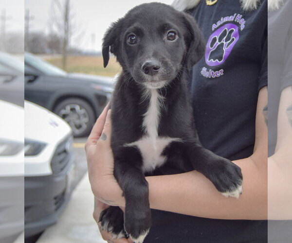 Medium Photo #3 Border Collie-Unknown Mix Puppy For Sale in Huntley, IL, USA