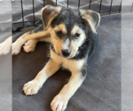 Small #5 Mutt