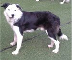 Small Photo #23 Border Collie Puppy For Sale in Highland, IL, USA