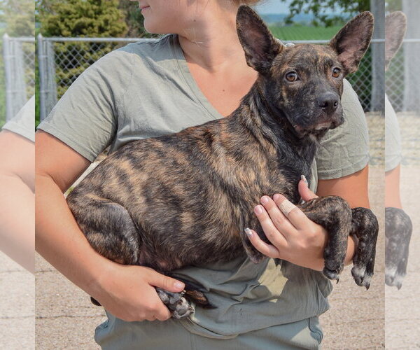 Medium Photo #2 Bo-Dach Puppy For Sale in Huntley, IL, USA