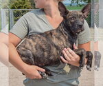 Small #1 Bo-Dach