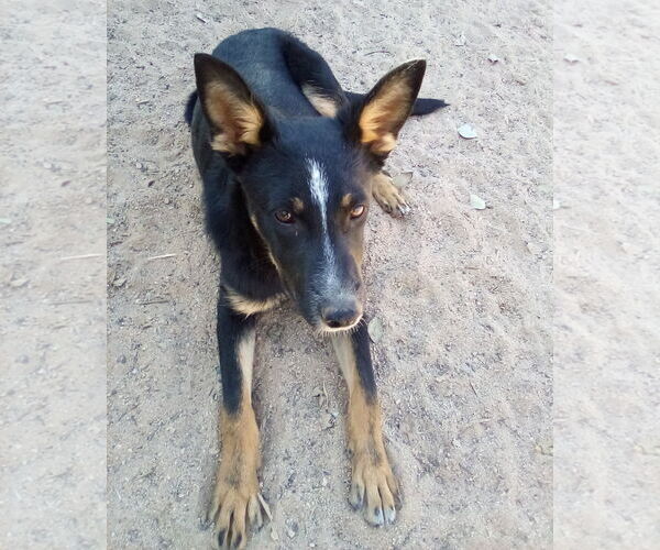 Medium Photo #1 Mutt Puppy For Sale in Apple Valley, CA, USA