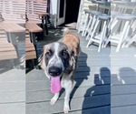 Small #1 German Shepherd Dog-Great Pyrenees Mix