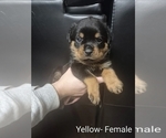 Puppy Yellow Rottweiler