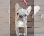 Small Photo #83 French Bulldog Puppy For Sale in MCKINLEYVILLE, CA, USA