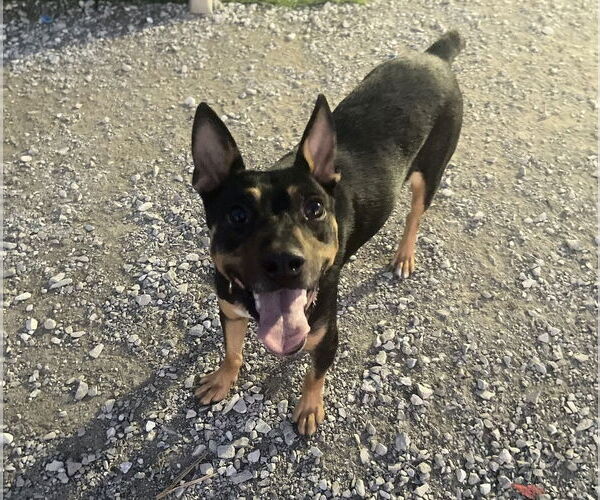 Medium Photo #1 Mutt Puppy For Sale in Evansville, IN, USA