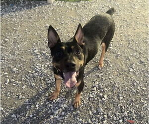 Mutt Dogs for adoption in Evansville, IN, USA