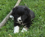 Puppy 1 Border Collie-Miniature Australian Shepherd Mix