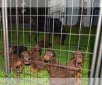 Small Photo #12 Doberman Pinscher Puppy For Sale in MONROE, NC, USA
