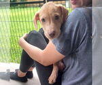 Small #6 Mutt