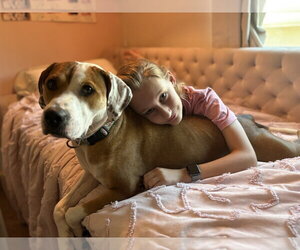 Otis (Courtesy) - Male Mutt Dog for Adoption - Photo #2