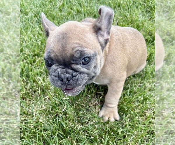 Medium Photo #31 French Bulldog Puppy For Sale in CANYON, TX, USA