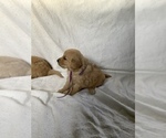 Small Photo #8 Golden Retriever Puppy For Sale in WESTCLIFFE, CO, USA