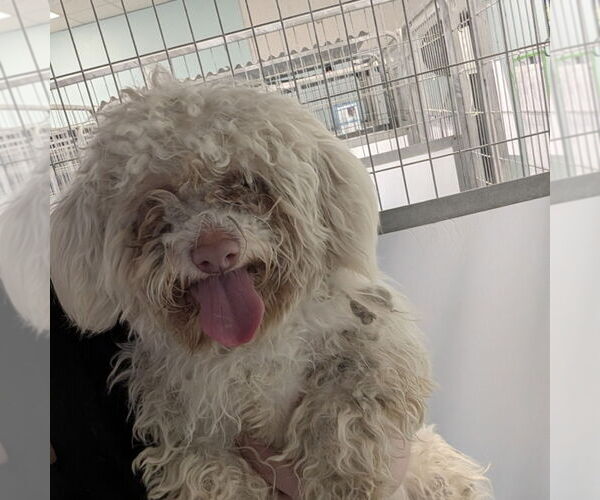 Medium Photo #1 Maltipoo (Miniature) Puppy For Sale in Chico, CA, USA