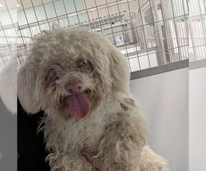 Maltipoo (Miniature) Dogs for adoption in Chico, CA, USA