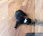 Small #1 Great Dane