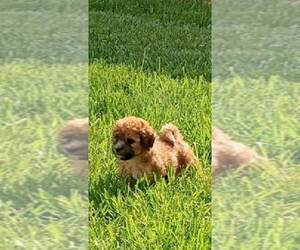Bichon Frise Puppy for sale in SULLIVAN, MO, USA