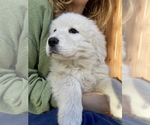Great Pyrenees Puppy for sale in MARBLE FALLS, AR, USA