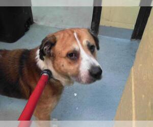 American Pit Bull Terrier-Unknown Mix Dogs for adoption in Tulsa, OK, USA