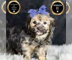 Puppy Wolfie YorkiePoo