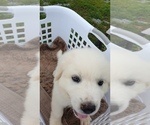 Small Photo #7 Great Pyrenees Puppy For Sale in GREENEVILLE, TN, USA