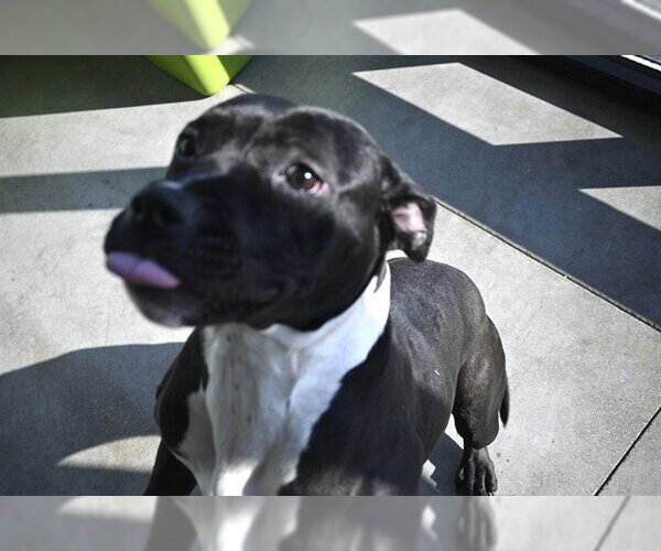 Medium Photo #1 Mutt Puppy For Sale in Decatur, IL, USA