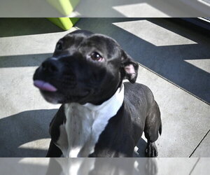 Mutt Dogs for adoption in Decatur, IL, USA