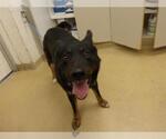 Small German Shepherd Dog Mix