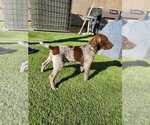 Small Photo #7 German Shorthaired Pointer Puppy For Sale in CORONA, CA, USA