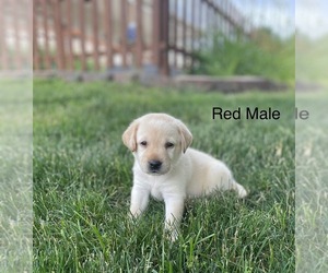Labrador Retriever Dog for Adoption in Tekonsha, Michigan USA