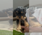 Puppy Max Yorkshire Terrier