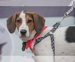 Small Photo #4 Coonhound-Treeing Walker Coonhound Mix Puppy For Sale in Dublin, OH, USA