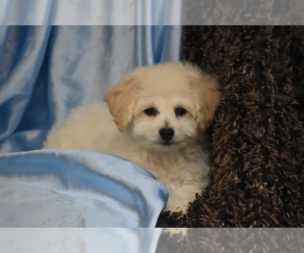 Medium Photo #1 Bichpoo Puppy For Sale in ELDORADO, OH, USA