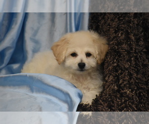 Bichpoo Puppy for sale in ELDORADO, OH, USA