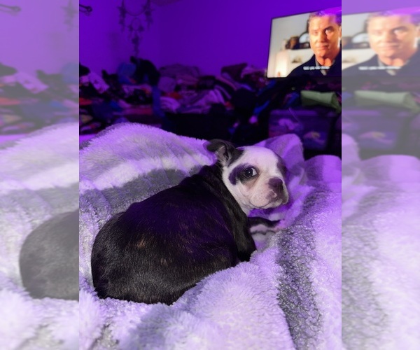 Medium Photo #13 Faux Frenchbo Bulldog Puppy For Sale in ROUND LAKE, IL, USA