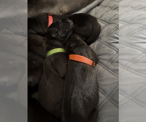 Medium Photo #9 Great Dane Puppy For Sale in TEMECULA, CA, USA