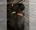 Small Photo #9 Great Dane Puppy For Sale in TEMECULA, CA, USA