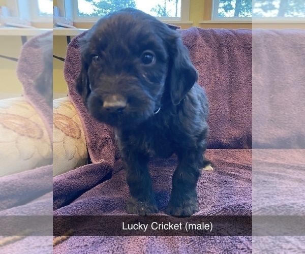 Medium Photo #16 Labradoodle Puppy For Sale in BLACK FOREST, CO, USA
