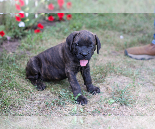 Medium Photo #5 Cane Corso Puppy For Sale in ETNA GREEN, IN, USA