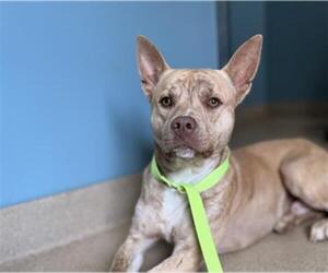 American Staffordshire Terrier Dogs for adoption in Newton, NC, USA